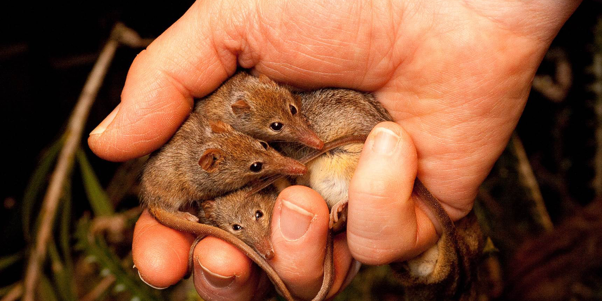 Three tiny native mammals held in a hand