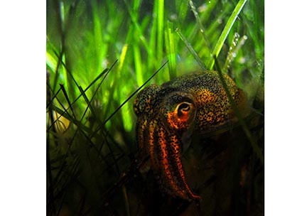 Squid