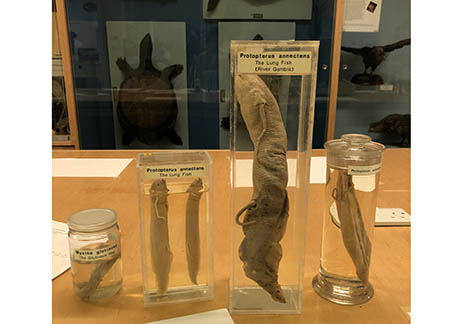 teaching specimens