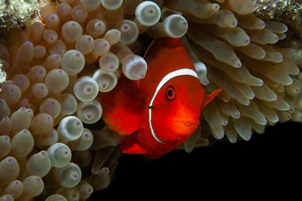 Clown fish and sea anemone