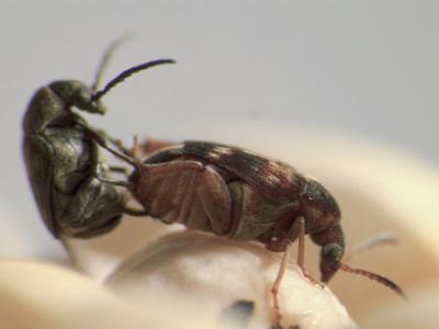 female beetle kicking
