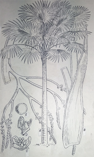 Cabbage Tree Palm line drawing