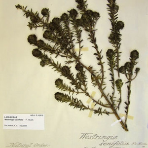 Alpine Westringia