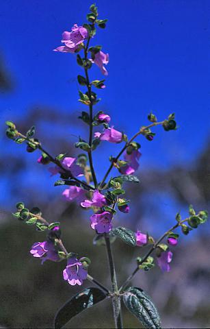 Photo of plant on Mt Buffalo, photographer Clyde O'Donnell.