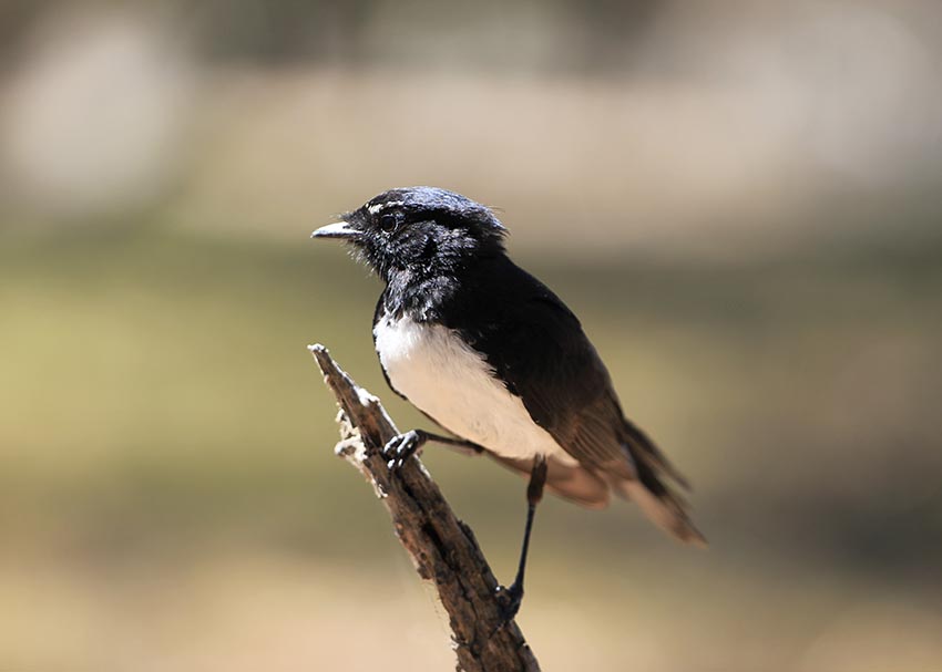 Willy wagtail image by Ryan Potter