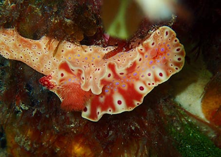 Nudibranch