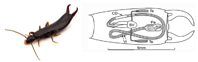 Image of earwig
