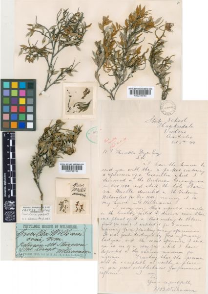 A specimen of Grevillea williamsonii accompanied by a letter from Williamson to Kew herbarium in London