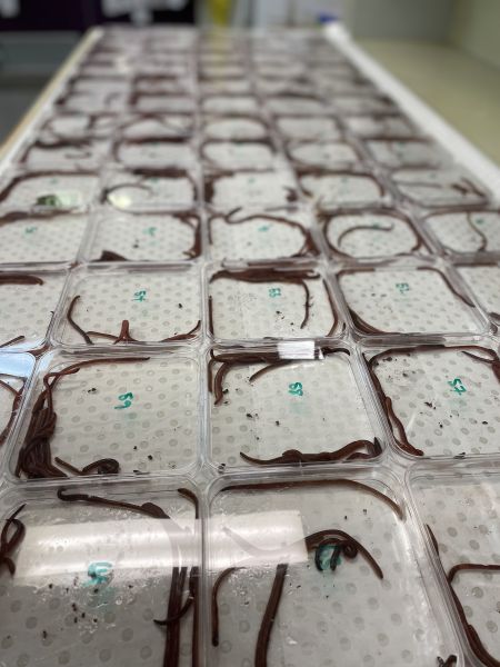a table full of petri dishes containing earthworms and glitter