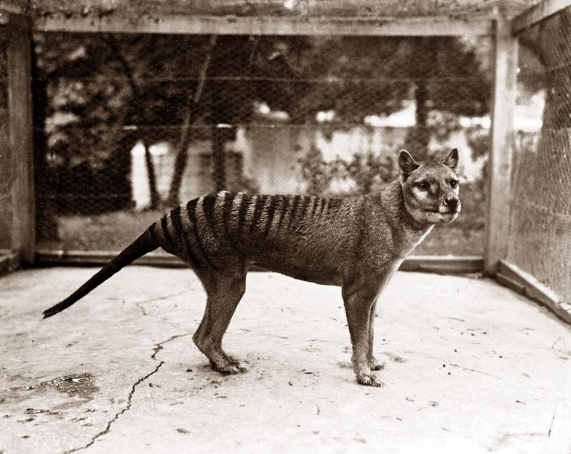 Black and white photograph of a live thylacine