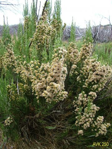 Photo of plant on Mt Buffalo, April 2006.