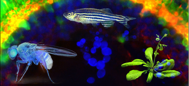 A fly, a fish and a small plant