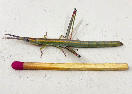 Matchstick grasshopper