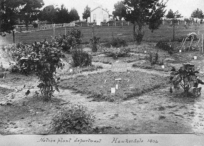 ‘Native plant department, Hawkesdale, 1904’ by Williamson. This plot was established by Williamson and the students of Hawkesdale. Plants were cultivated from seed selected from across the state with many procured from the Grampians where Williamson frequently travelled. This was a learning tool for students to interact and appreciate the flora of Victoria.