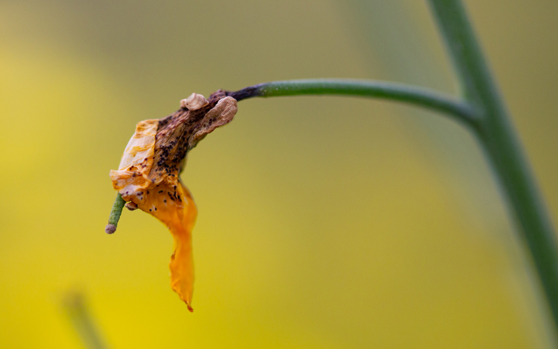 A drooping flower with dark spots all over its petals