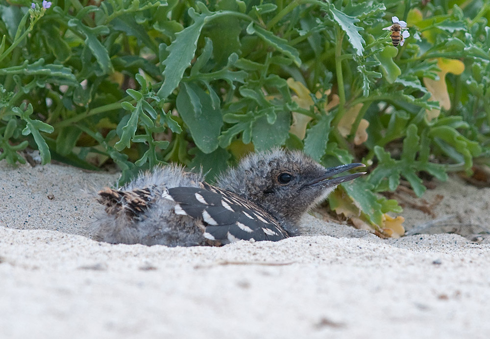 a bird nesting in sand with a bee and a plant behind it