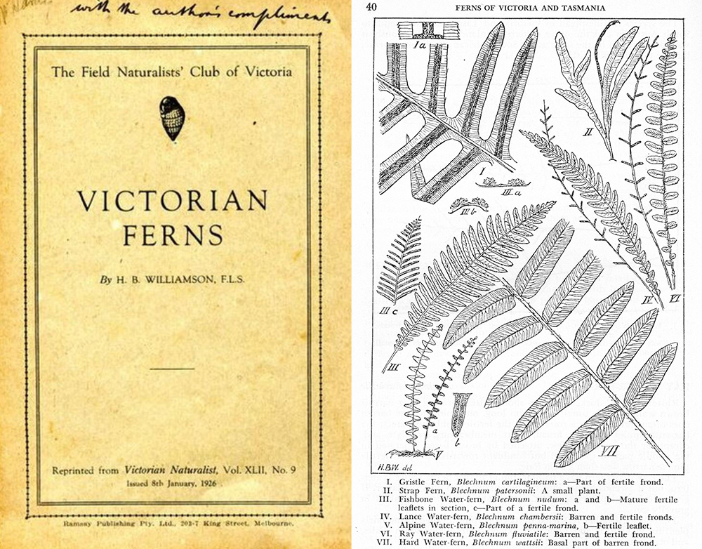 Victorian Ferns book and line work by H.B. Williamson