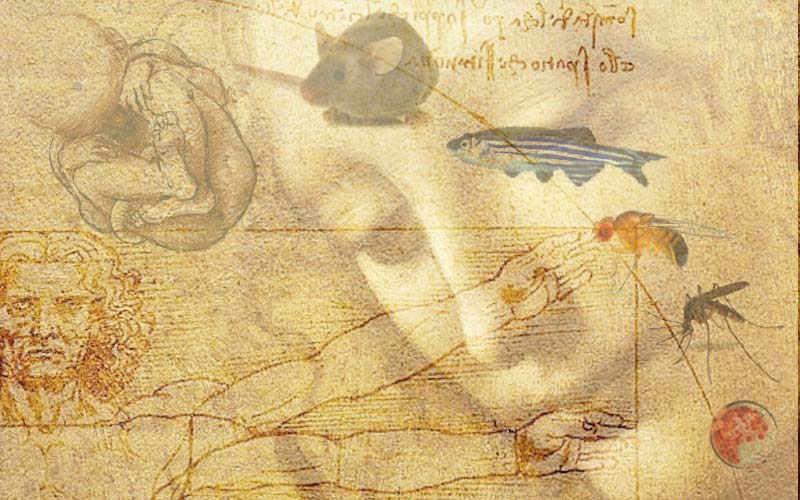 A collage of many images, including different animals, a diagram of an infant in a womb and the Vitruvian Man