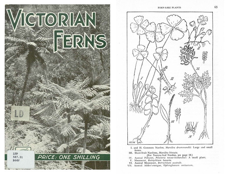 Victorian Ferns, a more recent edition and line work by H.B. Williamson used