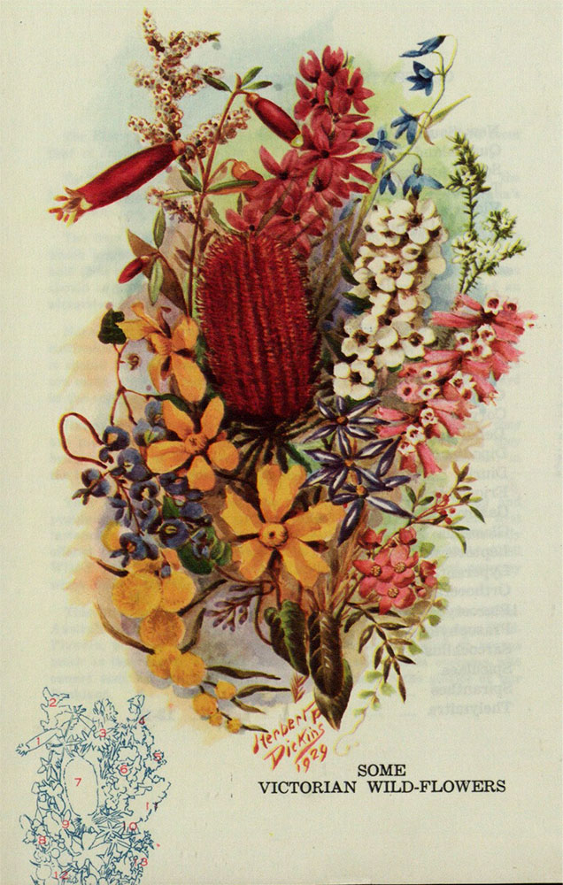 Illustration of Victorian natives entitled ‘Some Victorian Wild-flowers’ by H.P. Dickins7.  Source: State Library of Victoria.