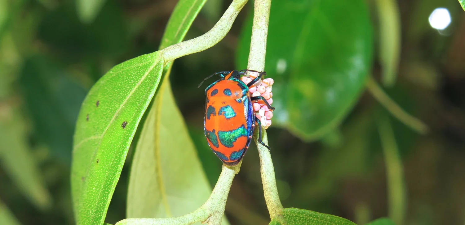 Tectocoris diophthalmus, Cotton Harlequin Bug female with eggs