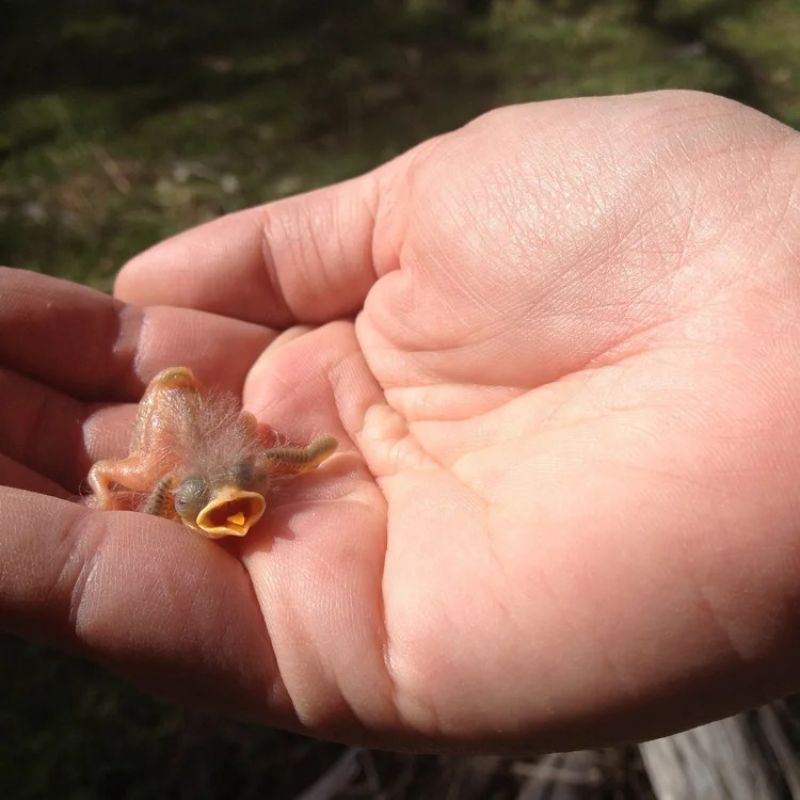 Baby bird held by human hand