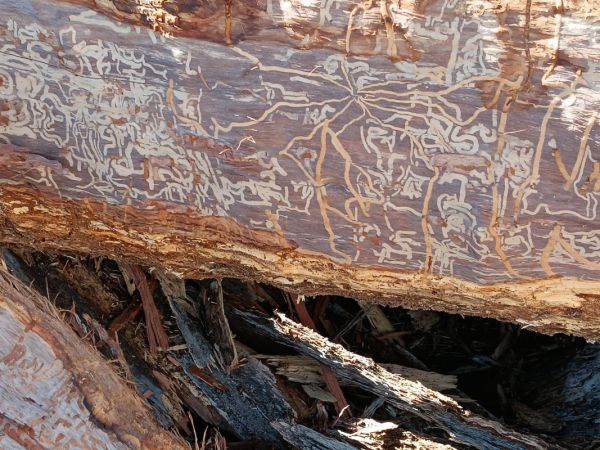 Insect trails on the bark of a tree.