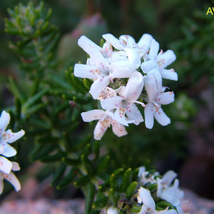 Alpine Westringia