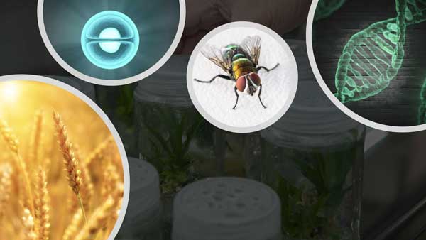 Four circles with images in them: grain, a cell, a fly and a strand of DNA