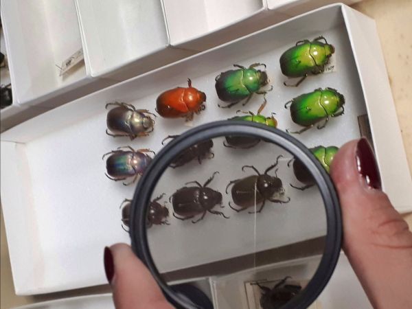 Colourful beetle specimens laid out in a frame with a filter hovering over one