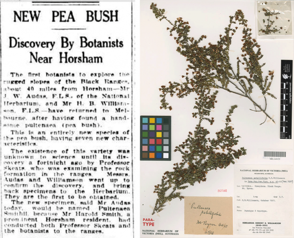 New Pultenaea article and specimen sheet of Pultenaea patellifolia H.B. Will. dated 1927