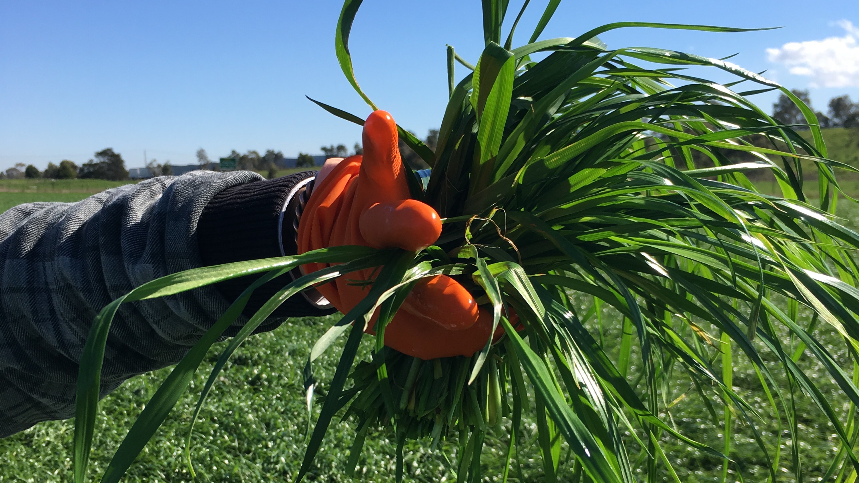 Pasture Sampling Repeat application of biosolids – heavy metal contamination and ...