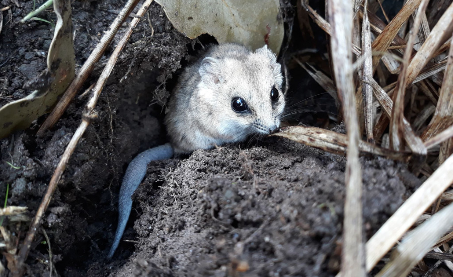 Fat tailed dunnart on the ground amonst dry grass.