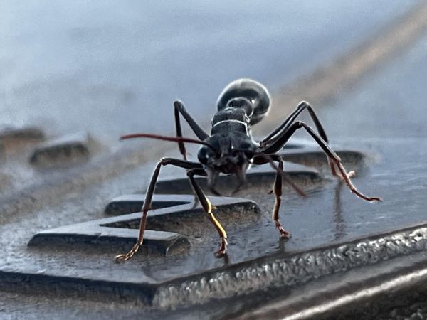 Black ant