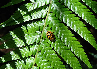 Photo of Ladybug taken by Kinjia