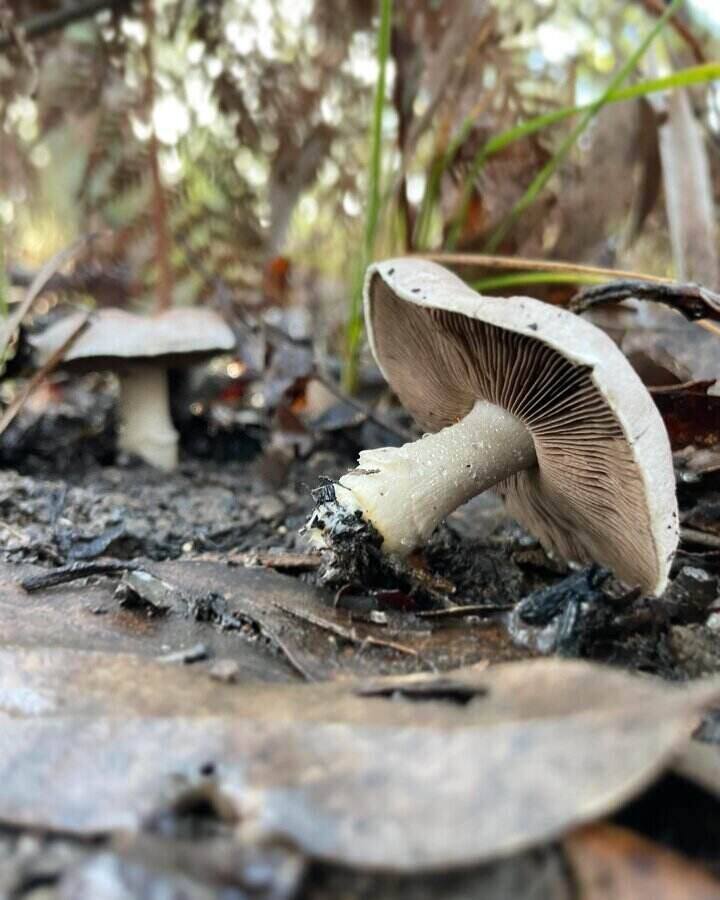 image of mushroom