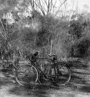 A black and white photo of a bike, resting up against a tree and surrounded by bush