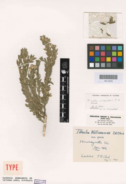 Pimelea williamsonii specimen accessioned at the National Herbarium of Victoria