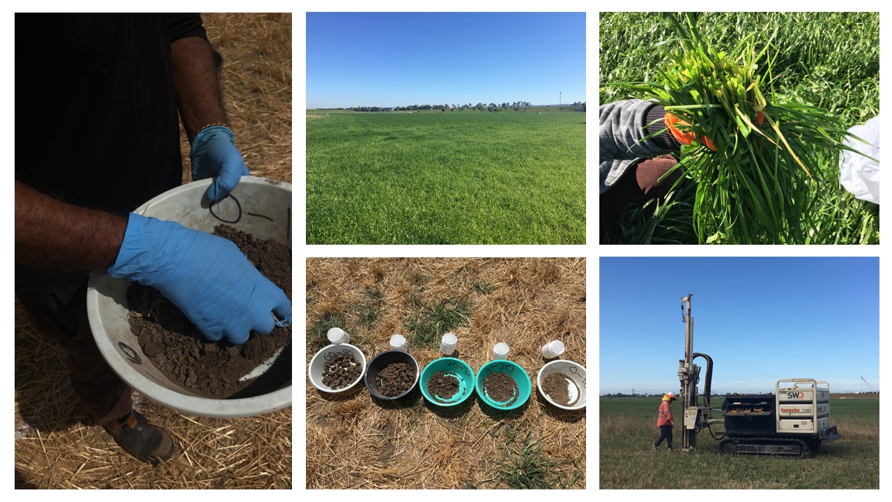 Pasture Sampling Repeat application of biosolids – heavy metal contamination and ...
