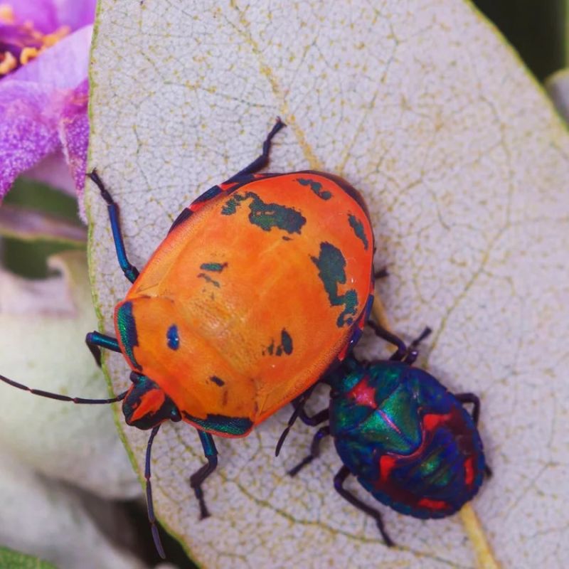 Two jewel bugs on a leaf