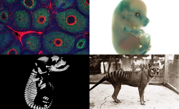 Collage of 4 images, cells, marsupial embryo, skeletal scan of marsupial, photograph of thylacine
