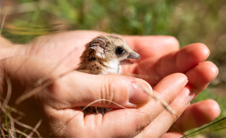 Fat tailed dunnart cupped in human hands.