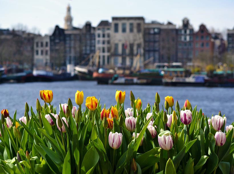 tulips in Amsterdam