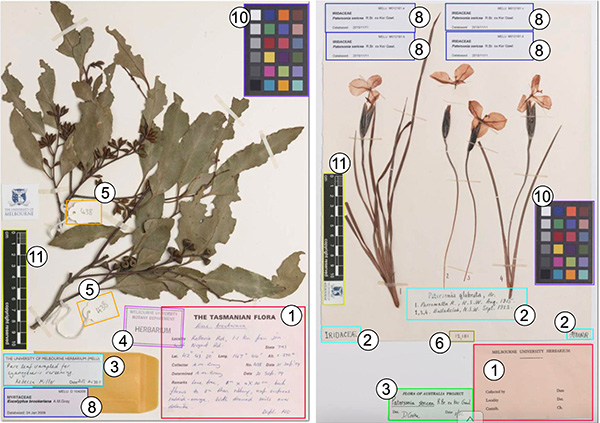 A notebook filled with plant specimens, colour samples and notations