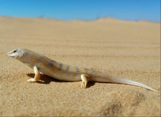 Scincus Scincus standing in the sand