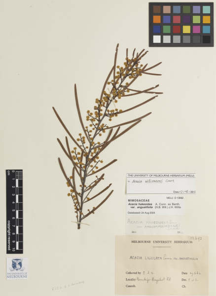 Specimen sheet of Acacia williamsonii Court. (MELUD013692a). Accessioned at The University of Melbourne Herbarium.